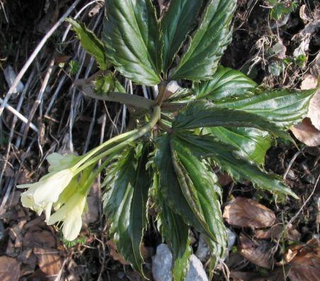 Cardamine enneaphyllos / Dentaria a nove foglie